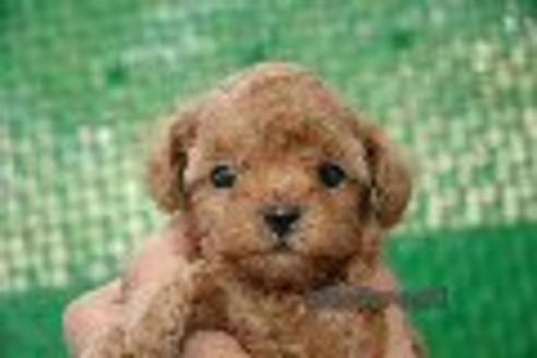 激安な茨城県の子犬を探す ブリーダーナビ 激安な茨城県の子犬を探す ブリーダーナビ